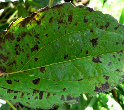 Bacterial leaf spot on coneflower.